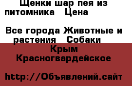 Щенки шар-пея из питомника › Цена ­ 15 000 - Все города Животные и растения » Собаки   . Крым,Красногвардейское